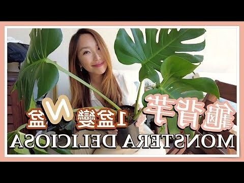 龜背芋 風水